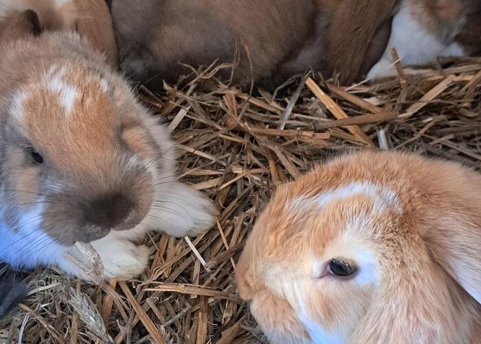 Grajewo ogłoszenia: Sprzedam młode króliki w czystej rasie Baran Francuski Olbrzymi....